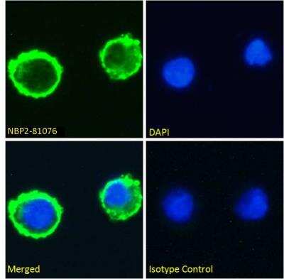 Immunocytochemistry/ Immunofluorescence: Lewis Y Antibody (BR96) - Azide and BSA Free [NBP2-81076]