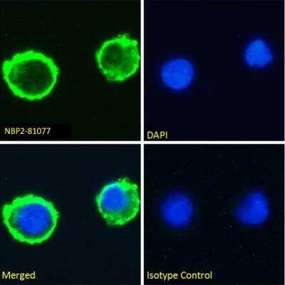 Immunocytochemistry/ Immunofluorescence: Lewis Y Antibody (BR96) - Chimeric - Azide and BSA Free [NBP2-81077]