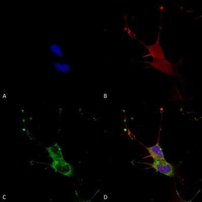 Immunocytochemistry/ Immunofluorescence: Lgi1 Antibody (S283-7) [NBP2-42190]