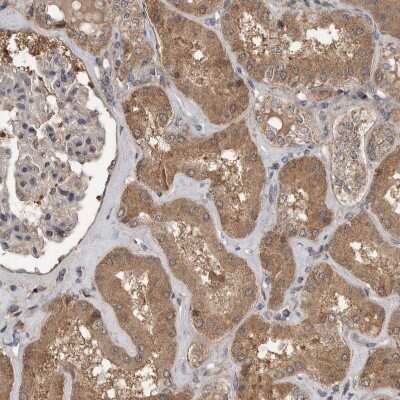 Immunohistochemistry-Paraffin: Lgl1 Antibody [NBP1-84078]