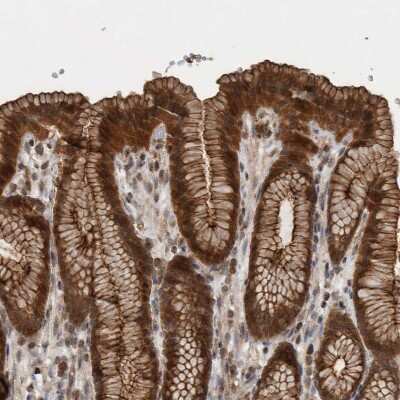 Immunohistochemistry-Paraffin: Lgl1 Antibody [NBP1-84078]