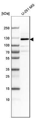 Western Blot: Lgl1 Antibody [NBP1-84077]