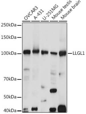 Western Blot: Lgl1 AntibodyAzide and BSA Free [NBP3-15981]