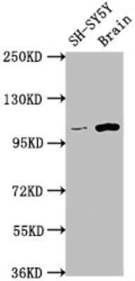 Western Blot: Lgr5/GPR49 Antibody (4H8) [NBP3-15237]