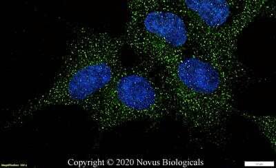 Immunocytochemistry/ Immunofluorescence: Lgr5/GPR49 Antibody - BSA Free [NBP1-28904]