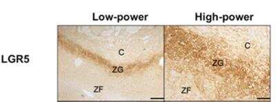 Immunohistochemistry: Lgr5/GPR49 Antibody - BSA Free [NBP1-28904]