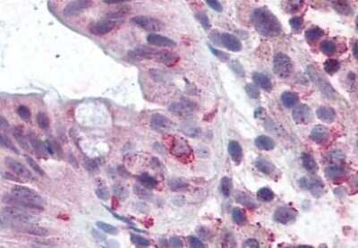 Immunohistochemistry-Paraffin: Lgr5/GPR49 Antibody - BSA Free [NLS1236]