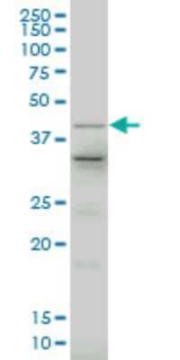 Western Blot: Lhx4 Antibody (1D6) [H00089884-M15]