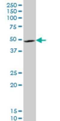 Western Blot: Lhx4 Antibody (2B12) [H00089884-M03]