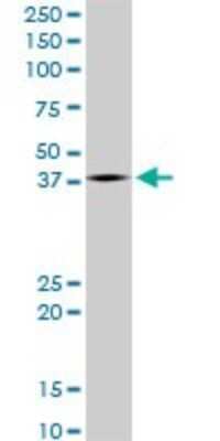 Western Blot: Lhx4 Antibody (4D7) [H00089884-M05]