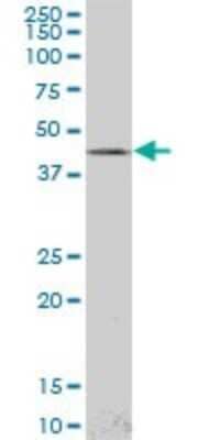 Western Blot: Lhx4 Antibody (4D7) [H00089884-M05]