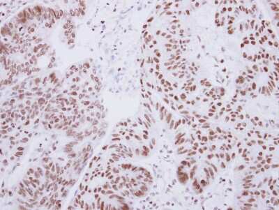 Immunohistochemistry-Paraffin: Lhx4 Antibody [NBP2-15010]