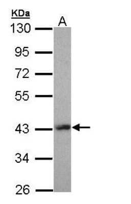 Western Blot: Lhx8 Antibody [NBP1-32840]