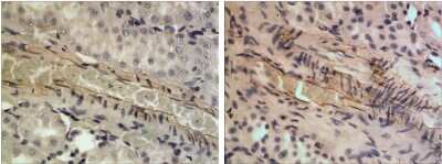 Immunohistochemistry-Paraffin: Limitin/IFN-zeta Antibody (RM0123-7D19) - Azide and BSA Free [NBP2-12426]