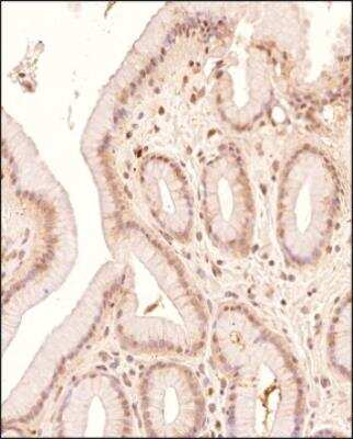 Immunohistochemistry-Paraffin: Lipase A Antibody - BSA Free [NBP1-54155]
