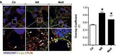 Immunocytochemistry/ Immunofluorescence: Lipase A Antibody - BSA Free [NBP1-54155]