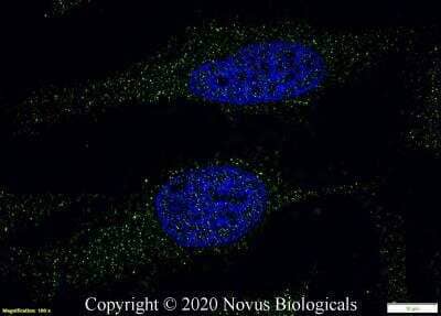Immunocytochemistry/ Immunofluorescence: Lipase A Antibody - BSA Free [NBP1-54155]