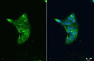 Immunocytochemistry/ Immunofluorescence: Lipase A Antibody [NBP2-19360]