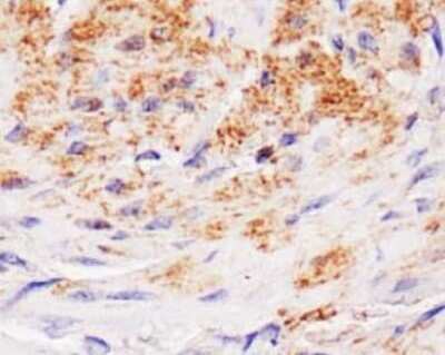 Immunohistochemistry: Lipase A Antibody - BSA Free [NBP1-54155]