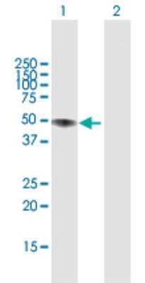 Western Blot: Lipase A Antibody [H00003988-D01P]