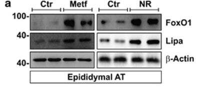 Western Blot: Lipase A AntibodyBSA Free [NBP1-54155]