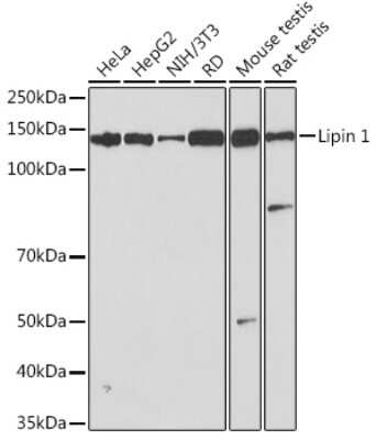 Western Blot: Lipin 1 Antibody (4Y2U3) [NBP3-16169]