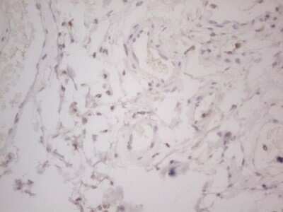 Immunohistochemistry: Lipin 1 Antibody (OTI5B5) [NBP2-45671]