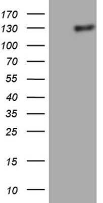 Western Blot: Lipin 1 Antibody (OTI5B5)Azide and BSA Free [NBP2-71727]