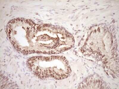 Immunohistochemistry: Lipin 1 Antibody (OTI8F10) - Azide and BSA Free [NBP2-71726]