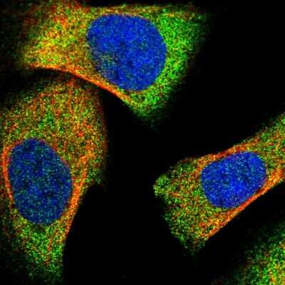 Immunocytochemistry/ Immunofluorescence: Lipin 2 Antibody [NBP1-87853]