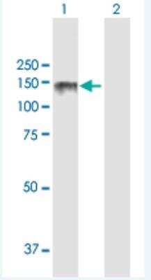 Western Blot: Lipin 2 Antibody [H00009663-B01P-50ug]