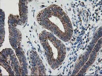 Immunohistochemistry-Paraffin: Dihydrolipoamide Dehydrogenase/DLD Antibody (OTI6D5) [NBP2-01109]