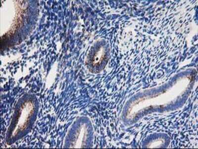 Immunohistochemistry-Paraffin: Dihydrolipoamide Dehydrogenase/DLD Antibody (OTI6D5) [NBP2-01109]