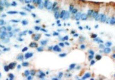 Immunohistochemistry-Frozen: Lipocalin-1 Antibody (10B10) - BSA Free [NBP1-28872]
