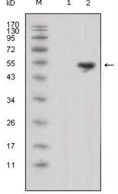 Western Blot: Lipocalin-1 Antibody (10B10)BSA Free [NBP1-28872]