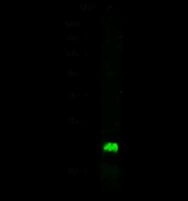 Western Blot: Lipocalin-1 Antibody [NBP2-99834]