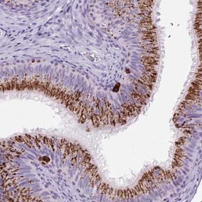 Immunohistochemistry-Paraffin: Lipocalin 10 Antibody [NBP2-30859]