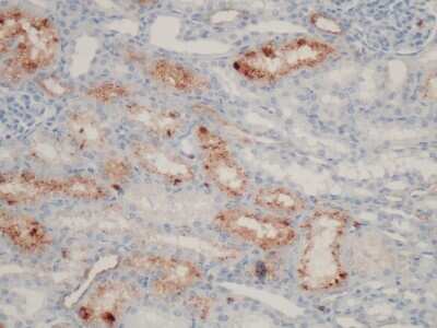 Immunohistochemistry: Lipocalin-2/NGAL Antibody (28) - BSA Free [NBP1-30006]