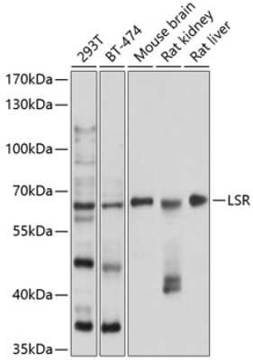 Western Blot: Lipolysis Stimulated Lipoprotein Receptor AntibodyBSA Free [NBP3-03749]