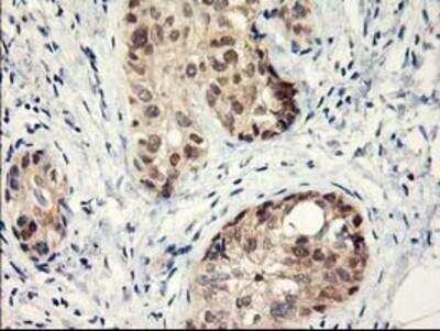 Immunohistochemistry-Paraffin: Lipoprotein Lipase/LPL Antibody (OTI3A10) [NBP2-01395]
