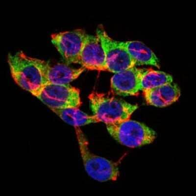 Immunocytochemistry/ Immunofluorescence: Lipoprotein a Antibody (4H1) - BSA Free [NBP2-37477]