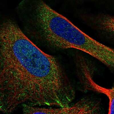 Immunocytochemistry/ Immunofluorescence: Liprin alpha 1 Antibody [NBP2-38494]