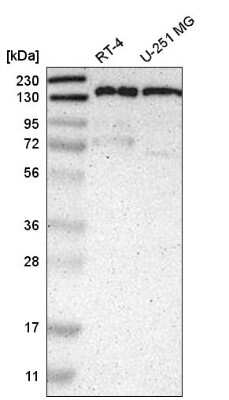 Western Blot: Liprin alpha 1 Antibody [NBP2-58915]