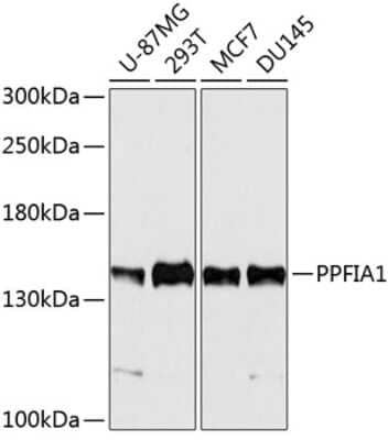 Western Blot: Liprin alpha 1 AntibodyBSA Free [NBP3-03786]