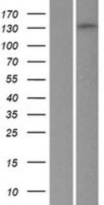 Western Blot: Liprin alpha 1 Overexpression Lysate [NBP2-10600]