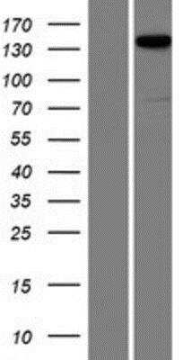 Western Blot: Liprin alpha 2 Overexpression Lysate [NBP2-07974]