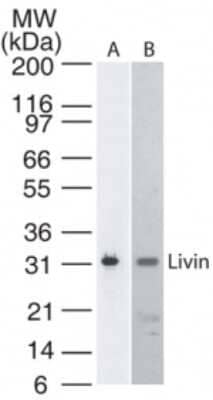 Western Blot: Livin Antibody (88C570)Azide Free [NBP2-33225]