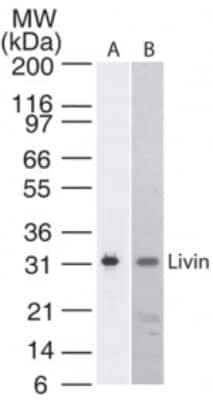 Western Blot: Livin Antibody (88C570)BSA Free [NB100-56548]