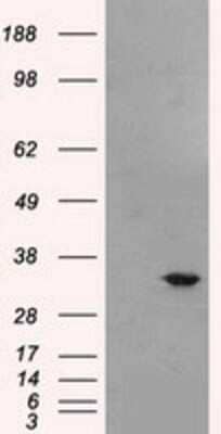 Western Blot: Livin Antibody (OTI1D12)Azide and BSA Free [NBP2-72206]