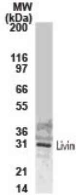 Western Blot: Livin Antibody [NB100-56145]